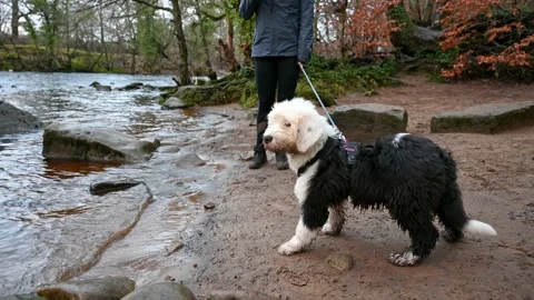 Old English Sheepdog Walking Towards The Camera In A Field Stock Photo,  Picture and Royalty Free Image. Image 195591118.