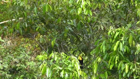 Timid Toucan Resting Quietly on Forest Branch Peru 動画素材 325686361