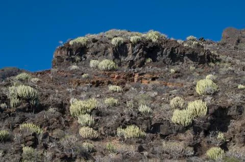 Timijiraque Protected Landscape. Stock Photos