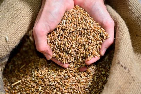 Timilia wheat 写真素材