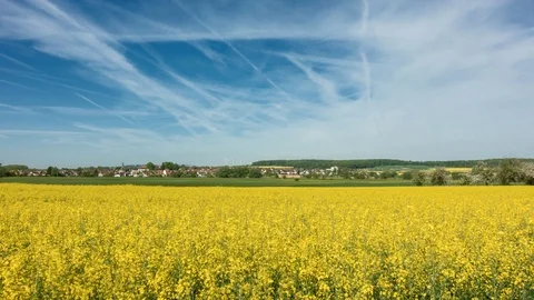 Timlapse - Beautiful moving clouds over a canola field Vídeo Stock 89711161