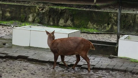 Timor Deer (Rusa Timor) Vídeos de archivo 120213655