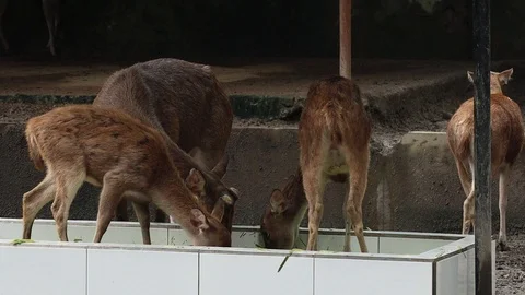 Timor Deer (Rusa Timor) Stock Footage 120213660