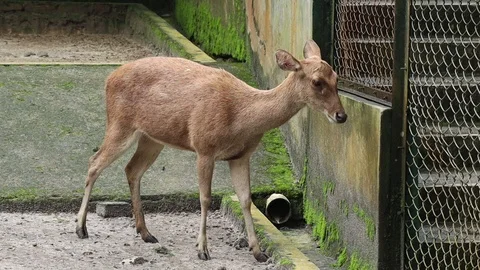 Timor Deer (Rusa Timor) Stock Footage 120213671