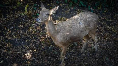 The Timor deer is the second largest tropical deer, a cute little brown deer Stock Photos