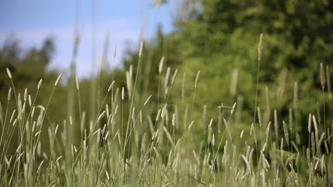 Timothy grass blowing in the wind Stock Footage 131073258