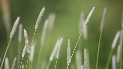 Timothy grass blowing in the wind Stock Footage 131073360