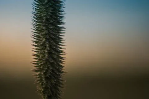 Timothy Grass Flowerhead at Sunset Stock Photos