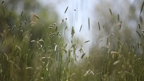Timothy grass Stock Footage 131072551