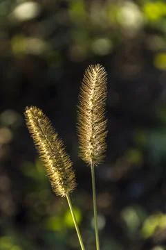 Timothy grass (Phleum pratensis) in the fields weed. Foto stock