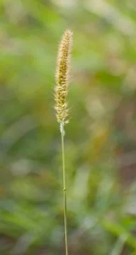 Timothy Grass. Foto stock