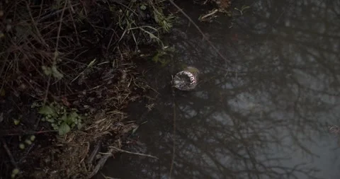 Tin can in the high water 動画素材 147752054