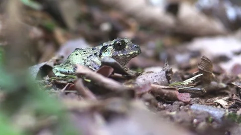 Tin tropical grey frog in Costa Rica Stock Footage 81532193