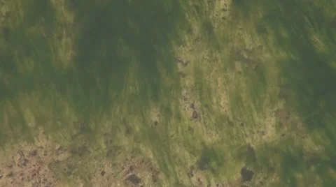 Tina and algae on the rock Stock Footage 7749857