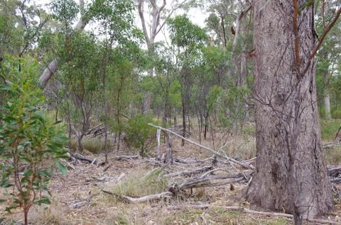 Tinder dry forest Stock Photos