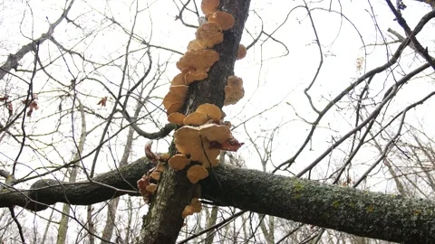 Tinder fungi on the trunk of a tree on a cloudy day. Stock Footage 295228126