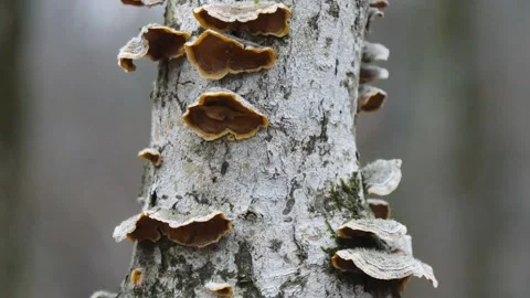 Tinder fungi on the trunk of a tree. Video stock 294097613