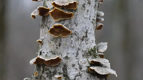 Tinder fungi on the trunk of a tree. Video stock 294097717