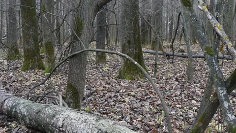 Tinder fungi on the trunk of a tree. Video stock 295228233