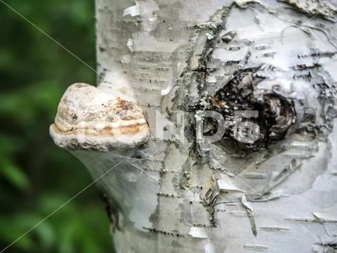 Tinder fungus on birch (the similarity with the bird) Stock Photos