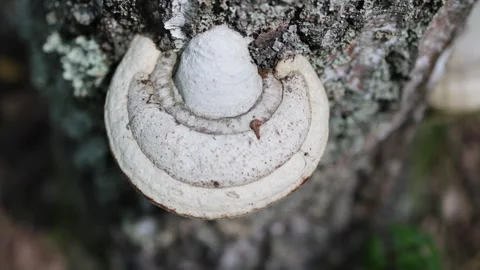 Tinder fungus on a birch tree. Video stock 315570696