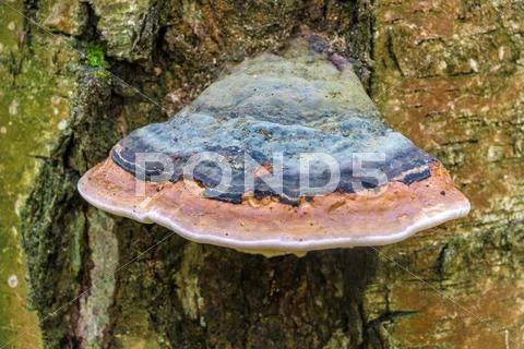 The tinder fungus (Fomitopsis pinicola) on a dead birch in the woods Stock Photos