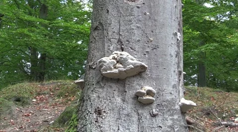 Tinder fungus on old beech tree stem Video stock 42554793