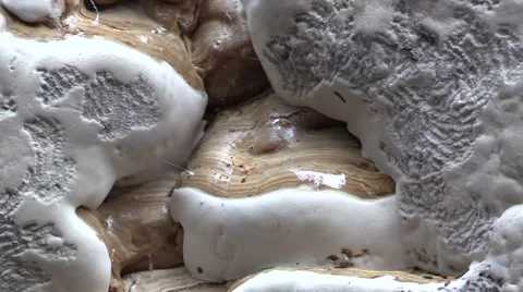 Tinder fungus, on old beech tree stem Video stock 42554810