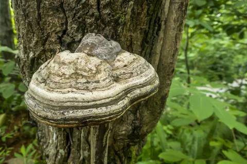 Tinder fungus on an old tree in forest Stockfoto's