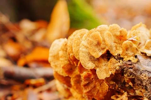 Tinder mushroom on tree trunks or stumps in the forest. Stock Photos