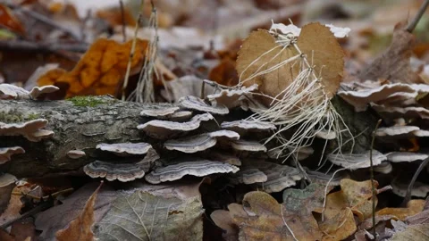 Tinder mushrooms on the trunk of a tree. Stock Footage 297616927