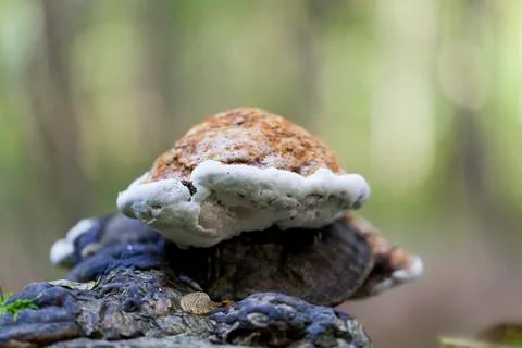 Tinder - Phellinus Stock Photos