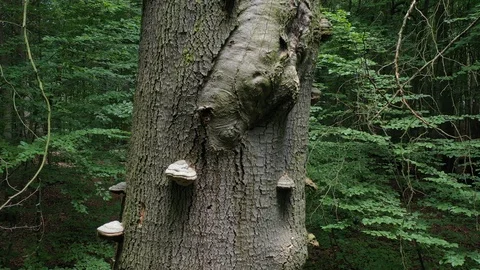 Tinder_sponge Stock Footage 120392534