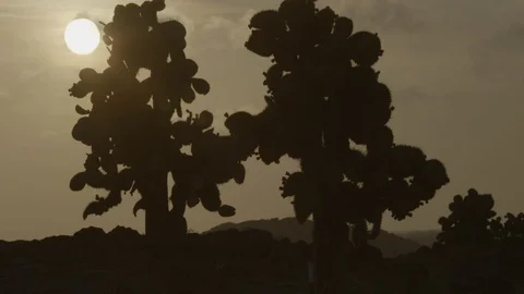 Tinmelapse sunset behind cacti Stock Footage 108719685