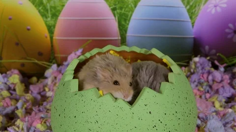 Tint hamsters in Easter egg Stock Footage 87656537