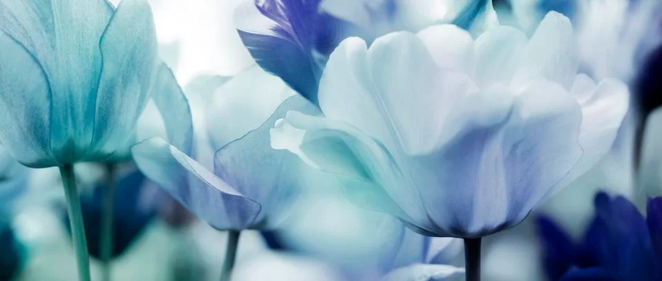 Tinted tulips concept Foto stock