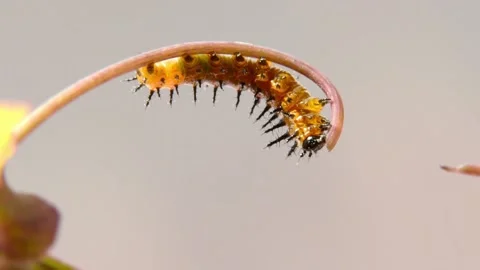 Tiny 2nd instar caterpillar of Gulf Fritillary butterfly eating a Passionvine te Stock Footage 148400855