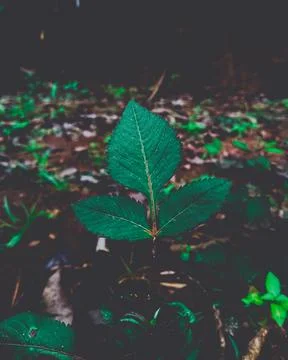 Tiny 3 leaves Foto stock