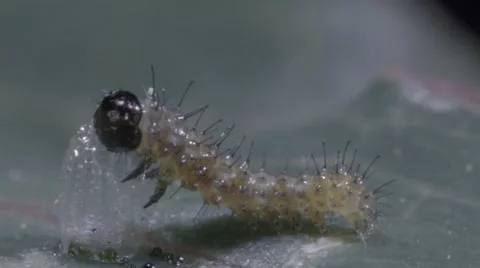 A tiny 3mm-long butterfly caterpillar eats it own eggshell after hatching Stock Footage 68145541