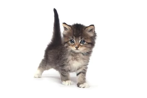 Tiny 4 Week Old Kitten on White Background Stock Photos