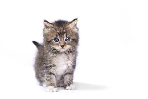 Tiny 4 Week Old Kitten on White Background Stock Photos
