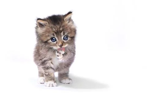Tiny 4 Week Old Kitten on White Background Stock Photos