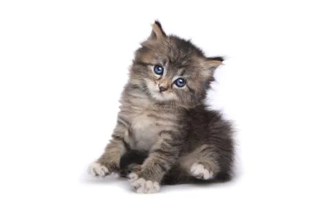 Tiny 4 Week Old Kitten on White Background Stock Photos
