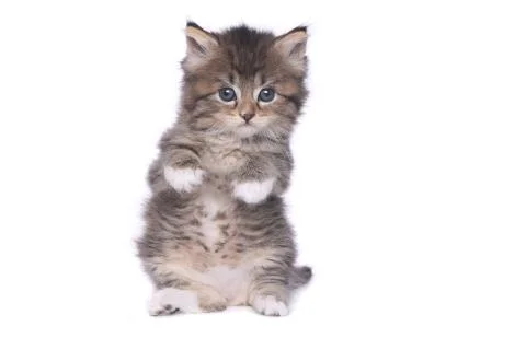 Tiny 4 Week Old Kitten on White Background Stock Photos