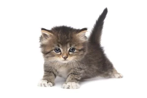 Tiny 4 Week Old Kitten on White Background Stock Photos