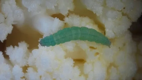 A tiny 6 mm insect caterpillar searches for food on cauliflower. 스톡 동영상 82147382