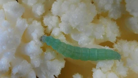 A tiny 6 mm insect caterpillar eating on cauliflower. Видео 82147979