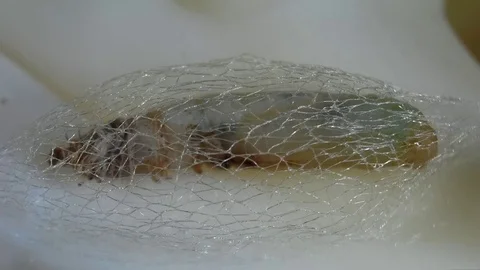 A tiny 6 mm insect pupa is encapsulated within a delicate cocoon 스톡 동영상 82146513