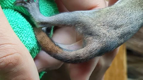 Tiny Abandoned Baby Squirrel Being Fed By A Compassionate Human; Animal Stock Footage 259620953