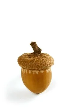 ...from tiny acorns grow Stock Photos